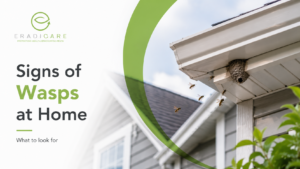 Read more about the article Signs You Have Wasps in Your Ottawa Home