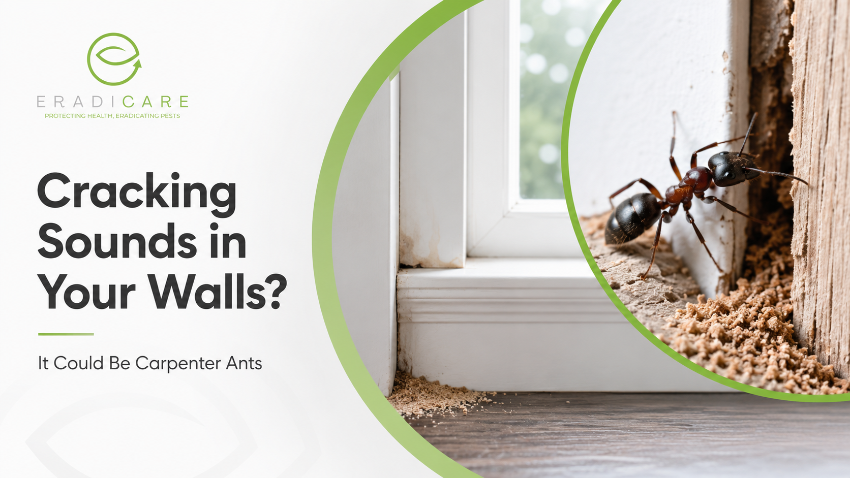 You are currently viewing Hearing Sounds in Your Walls? It Could Be Carpenter Ants