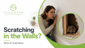 Read more about the article Scratching or Cracking in Your Walls? Here’s What It Could Mean